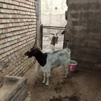 دو عدد بز جوان مری گوش آبستن