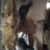 کفتر المانی|پرنده|نیشابور, ماروسک|دیوار