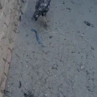 مرغ لاری|حیوانات مزرعه|سراوان, |دیوار