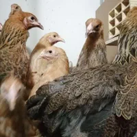 مرغ و خروس نیمچه جوجه رسمی گلین برهما یوسل|حیوانات مزرعه|تهران, وردآورد|دیوار