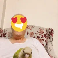 طوطی رام دستی گرینچیک دون خور