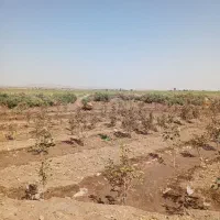 باغ پسته 5ساله|فروش زمین و ملک کلنگی|قم, شهید رجایی|دیوار
