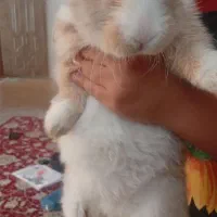 خرگوش
