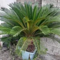 سیکاس وعبایی