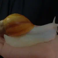 حلزون البینو|خزنده|نیشابور, خط کاشمر|دیوار