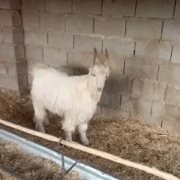 کهره نر شاخ جفت مخصوص داشت|حیوانات مزرعه|افزر, |دیوار