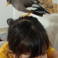 کبوتر ومرغ مینا و مرغ عشق|پرنده|گنبد کاووس, |دیوار