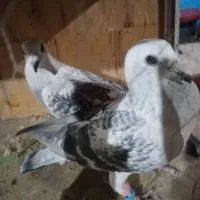 کفتر شهرستانی|پرنده|چهارباغ, |دیوار