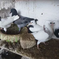 کبوتر پلاکی و طوقی