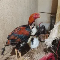 خرگوش نزاد دار لپ|موش و خرگوش|آبیک, |دیوار