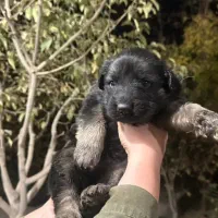 فروش سگ ژرمن شپرد