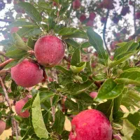 سیب قرمزاستخوانی عالی ارسال رایگان پرداخت درب منزل