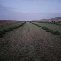 یونجه