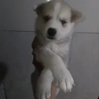 توله سگ هاسکی چشم آبی