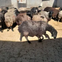 میش بره داردرجه یک
