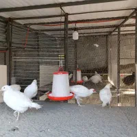 فروش مرغ و خروس آمریکایی|حیوانات مزرعه|چمستان, |دیوار