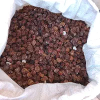 الوچه خشک محلی