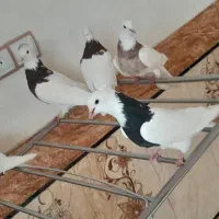 کبوتر|پرنده|شوشتر, |دیوار