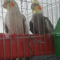 عروس هلندی