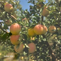 خریدار سیب درختی دماوند
