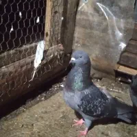 کبوتر لشت نشا|پرنده|لشت نشا, |دیوار