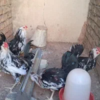 ۳عدد خروس گلین|حیوانات مزرعه|اصفهان, گورت|دیوار