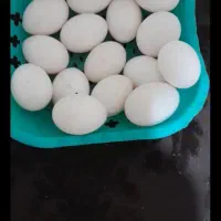 ۲۰ عدد تخم کبوتر تازه