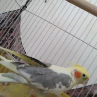 عروس هلندی نر