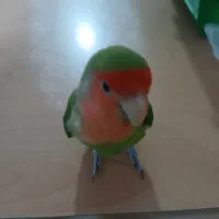 جفت طوطی برزیلی نرو ماده بازیگوش دستی|پرنده|رشت, آب و برق|دیوار