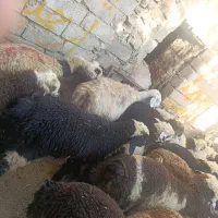 بره سبک نر حدودا 50 راس وزن 33کیلویی روی هم|حیوانات مزرعه|شیراز, حومه شیراز|دیوار