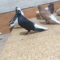 کبوتر|پرنده|خرمشهر, |دیوار