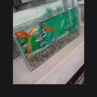 آکواریوم به ابعاد۳۰در۷۰همراه باپمپ امیلیون