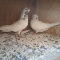 جفت کفتر های اصیل