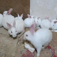 خرگوش سفید دستی