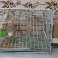 عروس هلند|پرنده|کردکوی, |دیوار