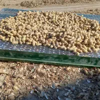 گندم بوواری شده باسیلو