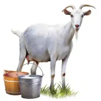 شیر و ماست بز محلی