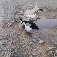 حیوانات مزرعه