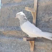کله الماسی کلایی