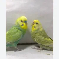 یک جفت مرغ عشق