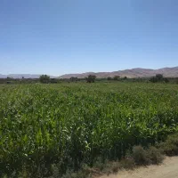 ذرت علوفه ای