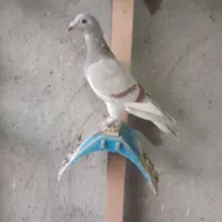 کبوتر پباکی جانسن