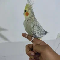 پرنده عروس هلندی مولد