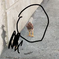 جوجه لاری