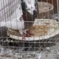 چن جفت طوقی عاس