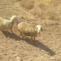 میش داشتی عروسک