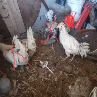 گلین معاوضه عروس هلندی برزیلی فنچ کینگ قناری و..|پرنده|محمدشهر, محمدشهر|دیوار