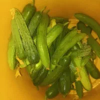 خیار