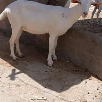 بز سانن|حیوانات مزرعه|تربت جام, میان جام|دیوار