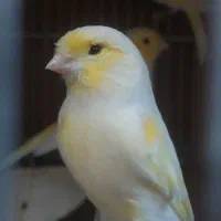 قناری قرص بخون